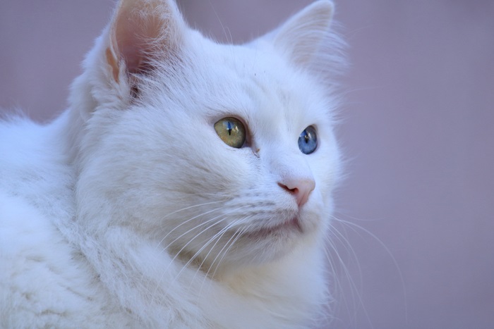 Surdité chez les chats atteints d'hétérochromie