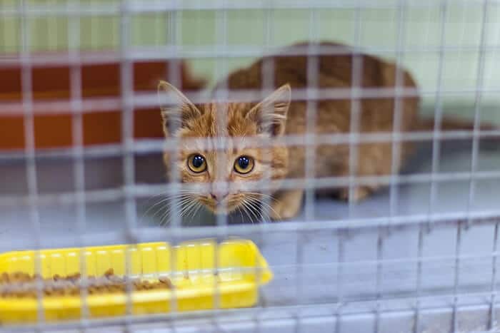 chat craintif dans une cage à chat