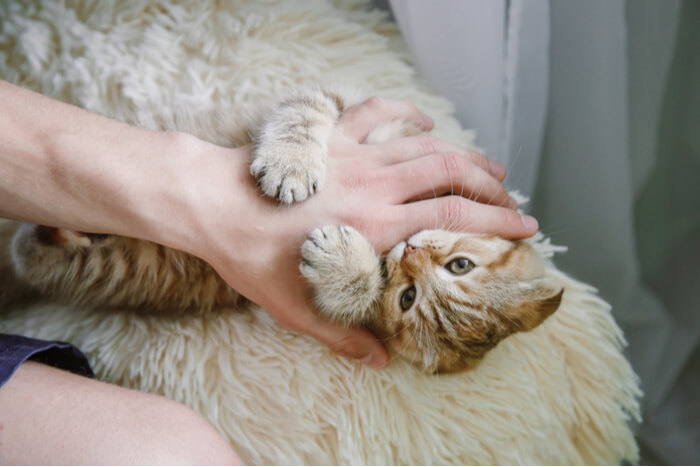 Une image attachante d’un chaton jouant avec une main humaine, mettant en valeur son exubérance juvénile et l’interaction charmante entre le petit félin et son compagnon humain.