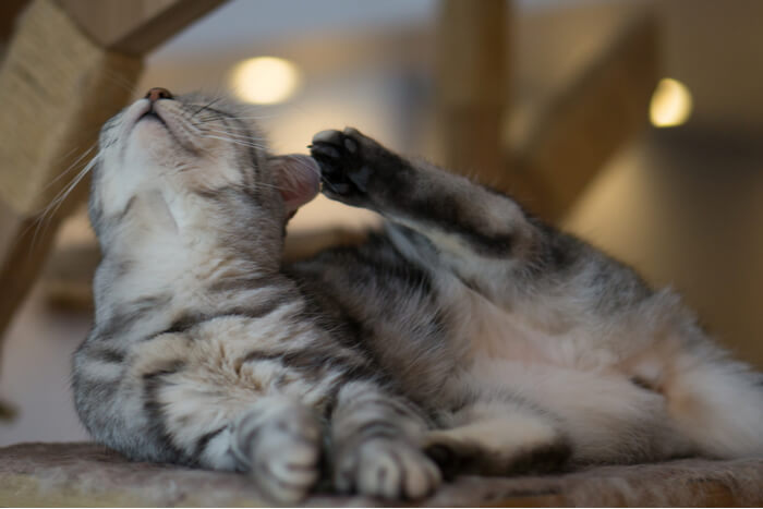 Les allergènes les plus courants chez les chats