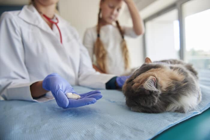 Image représentant un vétérinaire discutant de la prescription de Clavamox pour un chat.