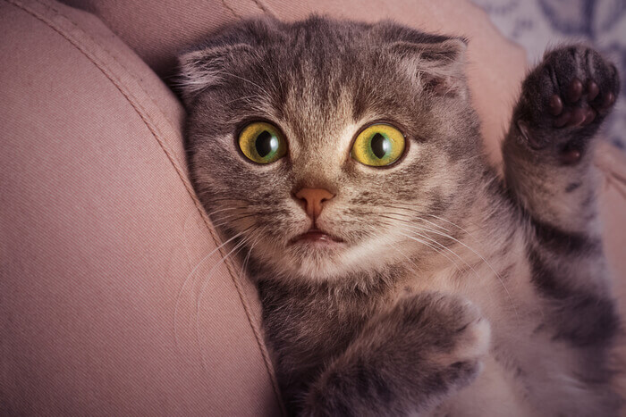 Une image attachante mettant en vedette un chaton Scottish Fold dans une pose ludique.