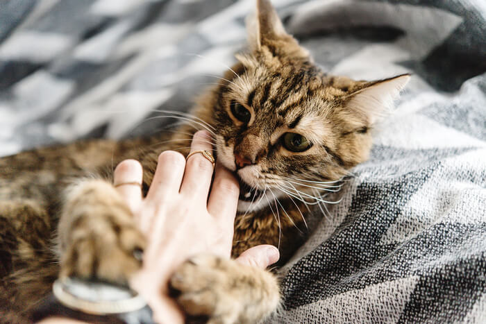 Chat curieux mordillant doucement le doigt d'une personne, illustrant le comportement commun des chats explorant leur environnement par de douces morsures.