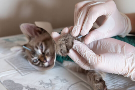 vétérinaire pratiquant l'acupuncture sur des chats