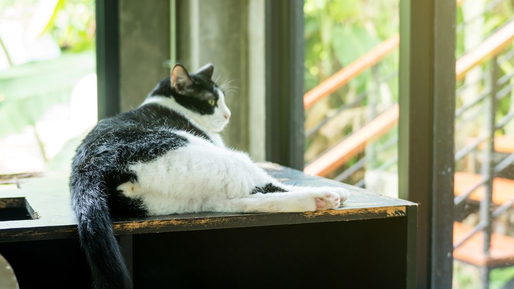 Un chat noir et blanc, présentant le motif de couleur classique de ce félin.