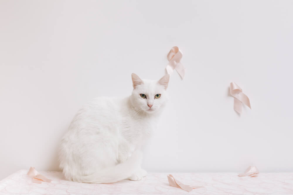 Une image représentant un chat atteint d'un cancer du sein