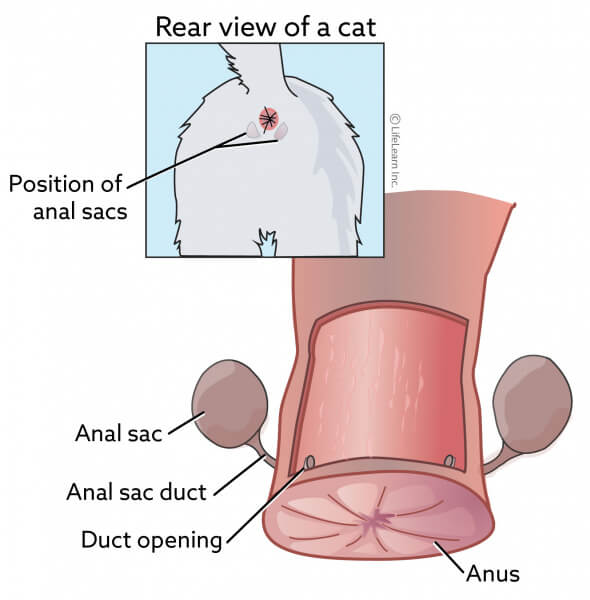 Une image liée aux sacs anaux du chat, illustrant une partie de l'anatomie d'un félin souvent associée au marquage olfactif et aux problèmes de santé potentiels.