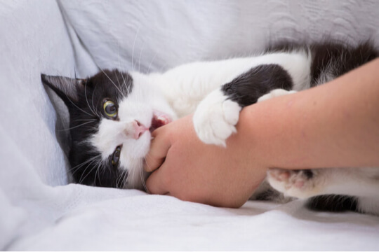 Une image capturant un moment ludique d'un chat mordant un objet, mettant en valeur sa curiosité naturelle et son comportement interactif.