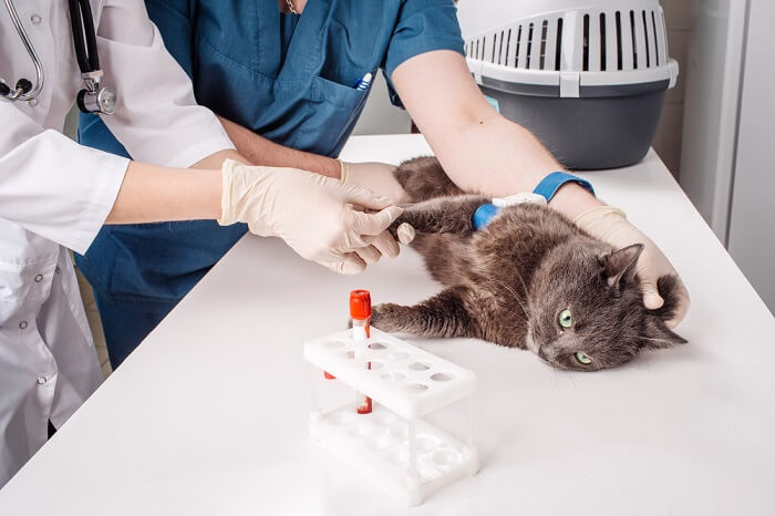 Chat chez le vétérinaire