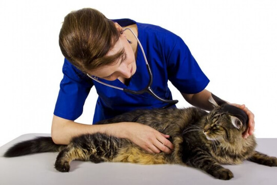 Vétérinaire avec un gros chat tigré