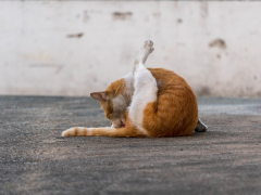 Cat licking area of anal glands