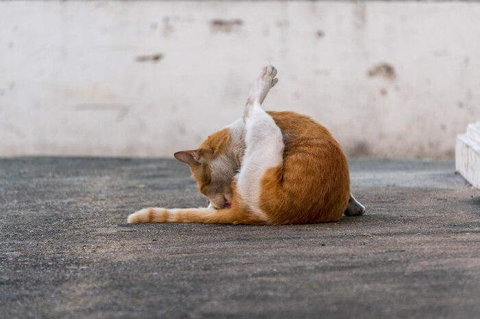 Chat léchant la zone des glandes anales