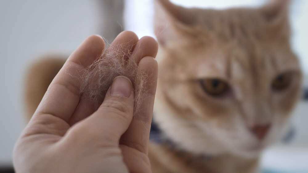 Le pelage du chat semble contenir de petites particules squameuses dispersées partout, indiquant la présence de pellicules.