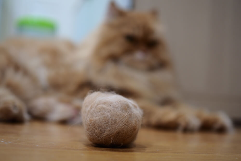 Chat assis à côté d'une boule de poils