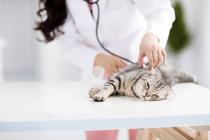 Traitement de l'intoxication au Tylenol chez le chat