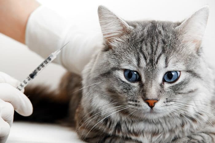 les maladies affectent le cerveau des chats