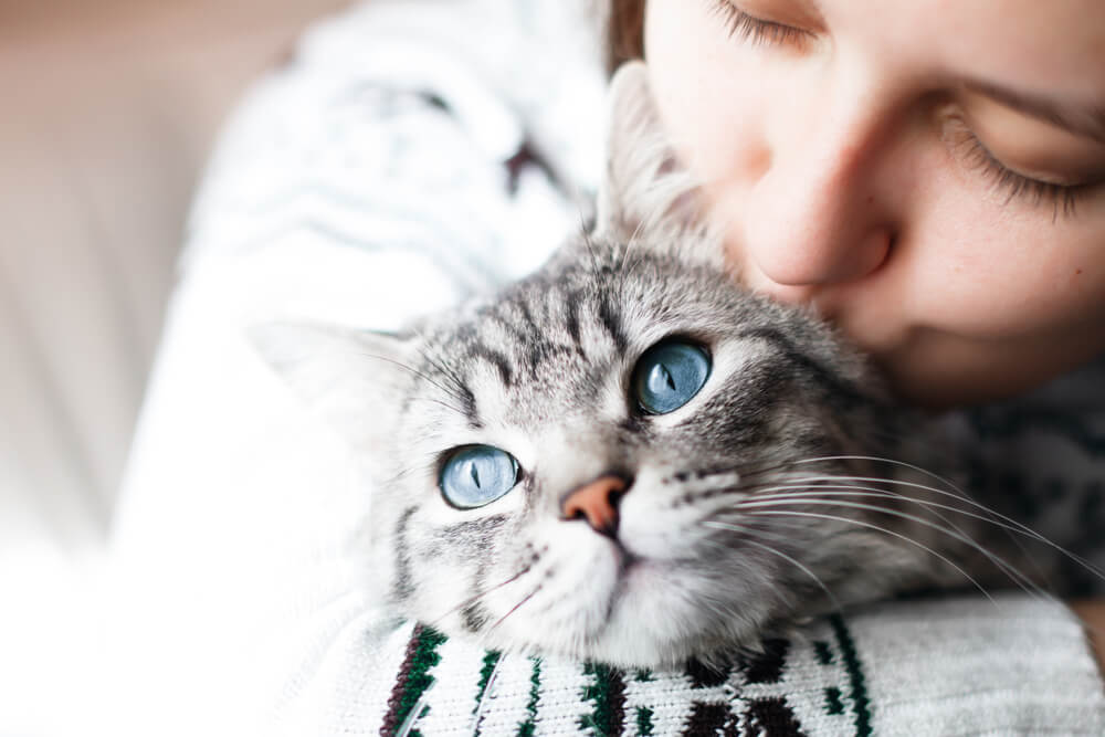 Représentation artistique du parcours de vie d'un chat.