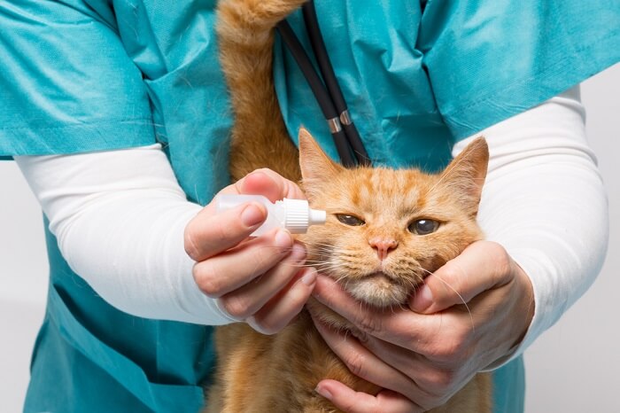 Traitement des yeux larmoyants du chat