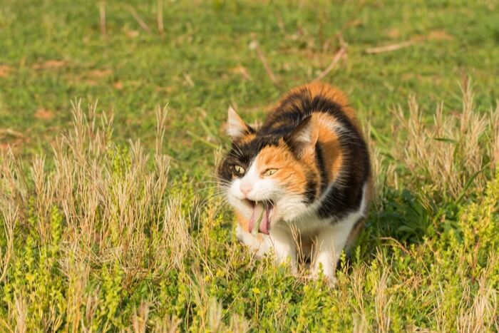 Image illustrant un chat en train de vomir, affichant une réponse corporelle naturelle pour expulser des substances indésirables ou en raison de divers problèmes de santé.