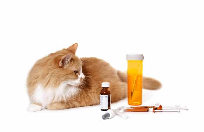 comment doser la doxycycline pour les chats