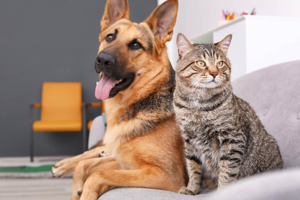 Un chien et un chat ensemble, mettant en évidence l'interaction entre deux espèces animales différentes.