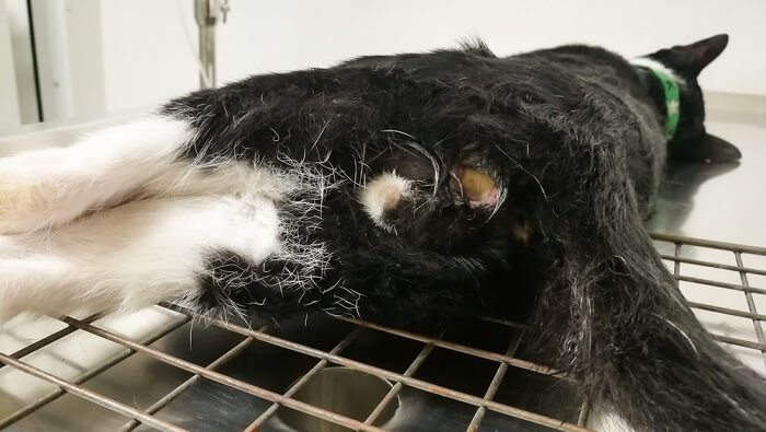 Une image liée à un chat avec une fistule, mettant en évidence un problème médical qui peut nécessiter des soins vétérinaires.