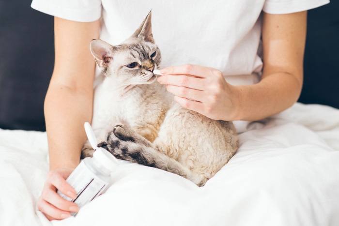 Traitement de l'hypertension artérielle chez le chat