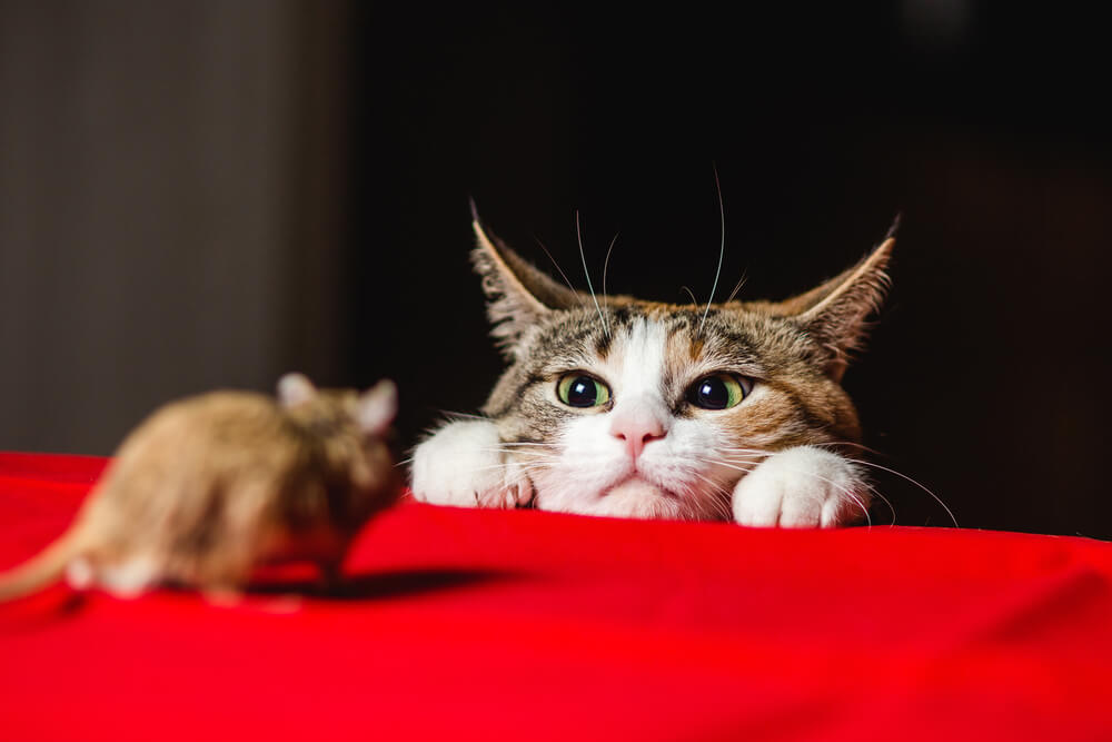 Chat de chasse concentré, affichant une concentration intentionnelle et une volonté de poursuite, incarnant les instincts innés d'un prédateur habile.