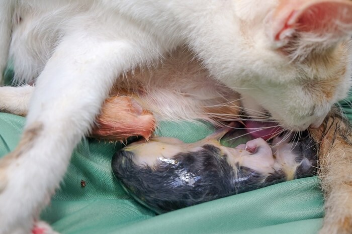 Prendre soin d'un chat après sa naissance