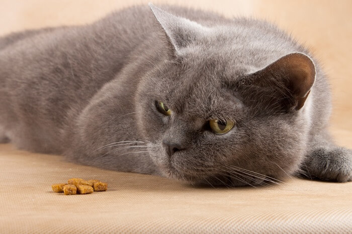 Un chat gris est allongé à côté de la nourriture.