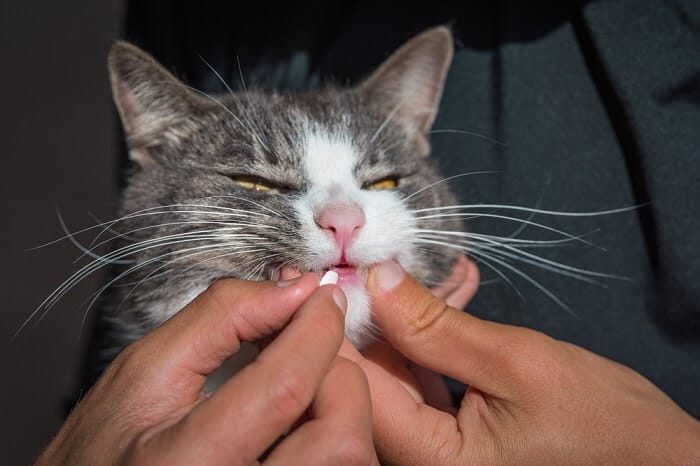 Représentation visuelle d'un médicament oral pour chats, soulignant la nécessité de suivre les instructions du vétérinaire pour garantir une administration sûre et efficace pour le bien-être des compagnons félins.