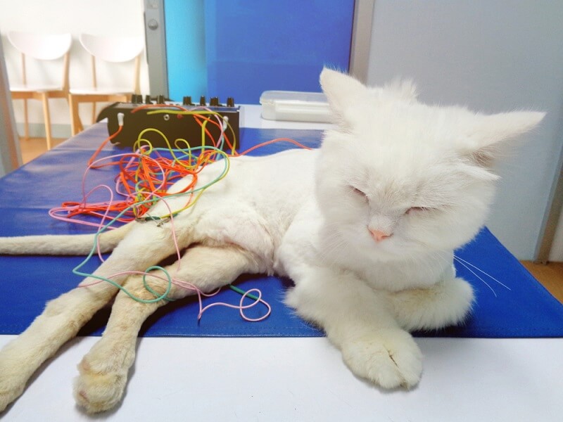 pratiquer l'électro-acupuncture sur les chats