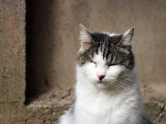 The provided image appears to show a cat with pink eye, which is also known as conjunctivitis.