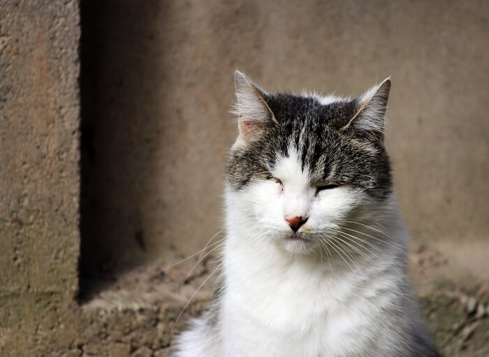 L'image fournie semble montrer un chat avec un œil rose, également connu sous le nom de conjonctivite.