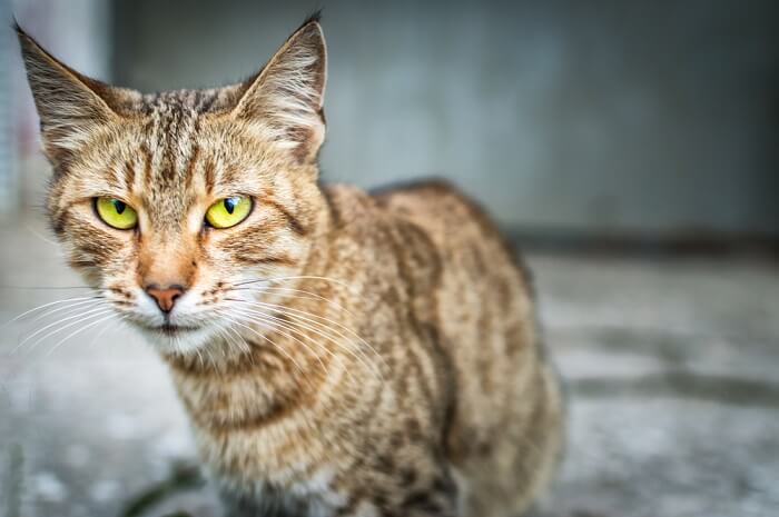 Symptômes de la pneumonie chez le chat