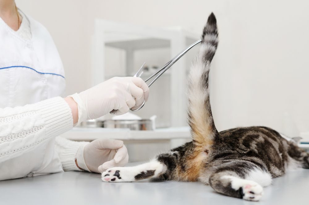 Un vétérinaire examine un chat, dans le cadre d'un contrôle vétérinaire de routine.