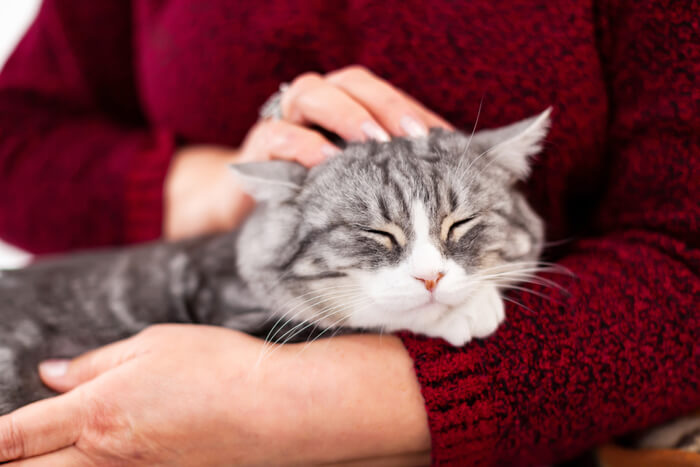 Une femme tient son chat tout en le caressant affectueusement.