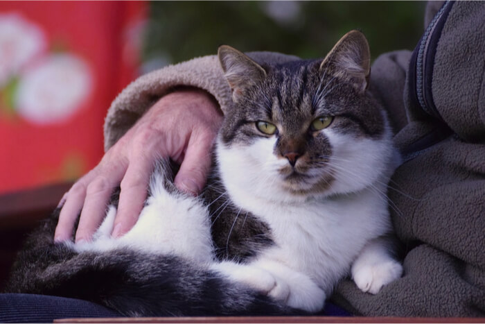 Chat confortablement assis sur les genoux de son propriétaire