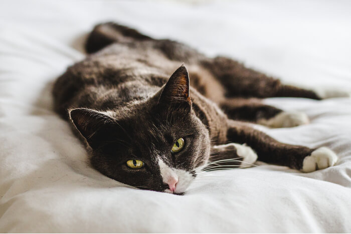 Une image vedette liée au cancer chez les chats, mettant l’accent sur le thème de la santé féline et de la sensibilisation au cancer.