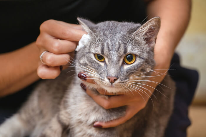 Traitement de l'écoulement de l'oreille chez le chat