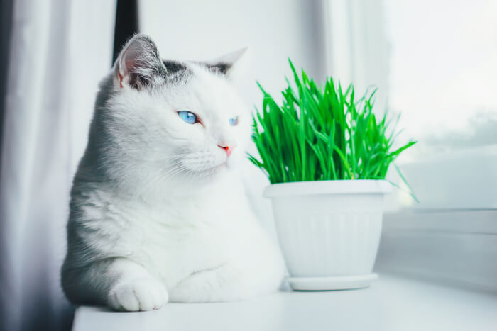 Chat avec de l'herbe à chat