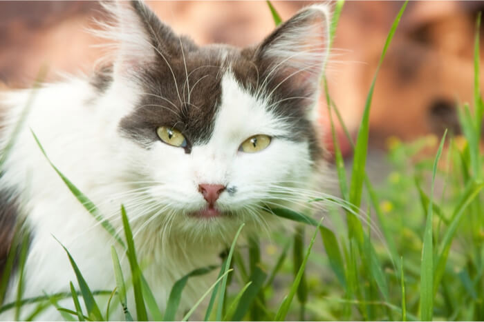 Un adorable chat gris et blanc assis au milieu d'un lit d'herbe à chat verte luxuriante, regardant avec curiosité la caméra.