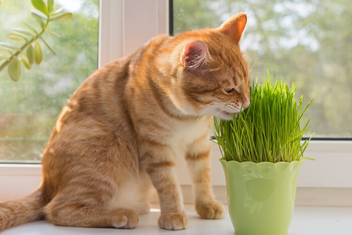 Un chaton orange joueur qui roule et explore joyeusement au milieu d'un lit dense d'herbe à chat fraîche, affichant une énergie sans limites.