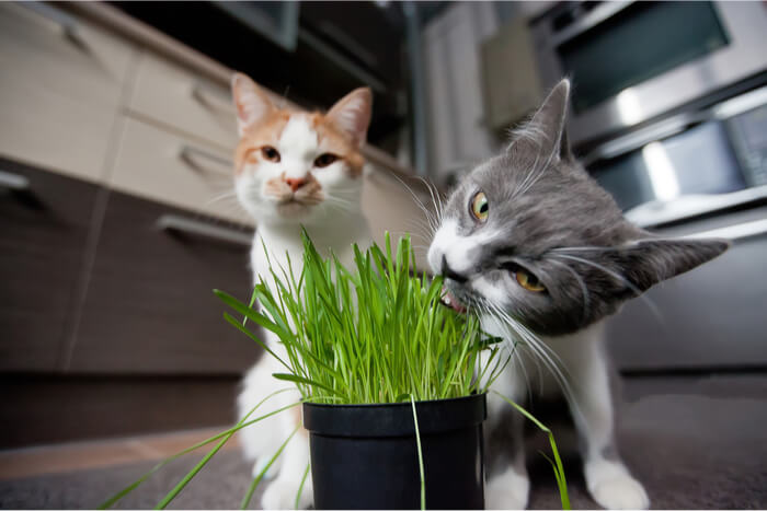 Les chats mangent de l'herbe