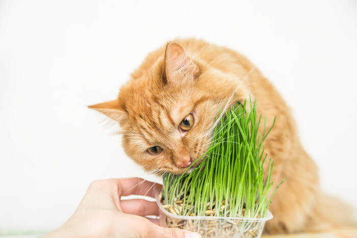 Chat mangeant de l'herbe