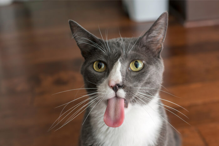 Vue rapprochée de la langue d'un chat.