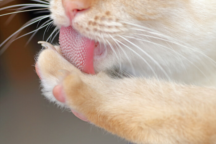 Gros plan de la langue d'un chat pendant qu'il se nettoie, mettant en valeur la surface texturée et le comportement naturel de toilettage.