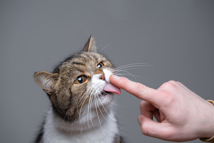 Chat léchant son doigt