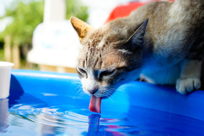 Chat qui boit avec sa langue