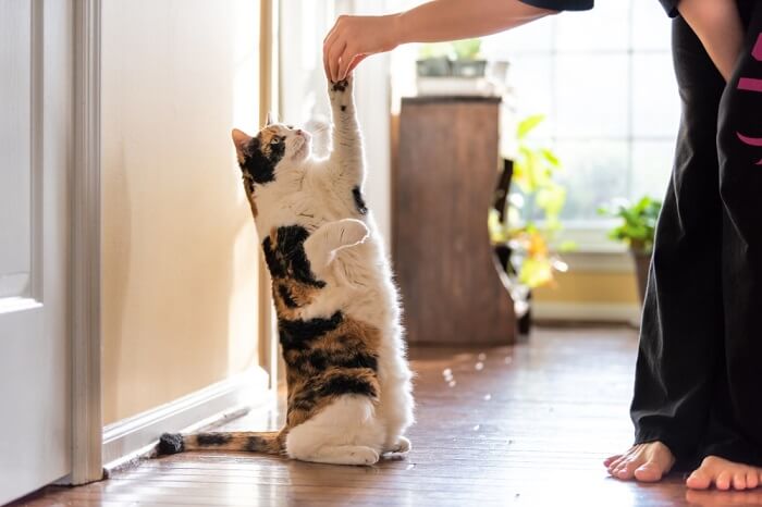 Image d'un chat calico exécutant des tours.